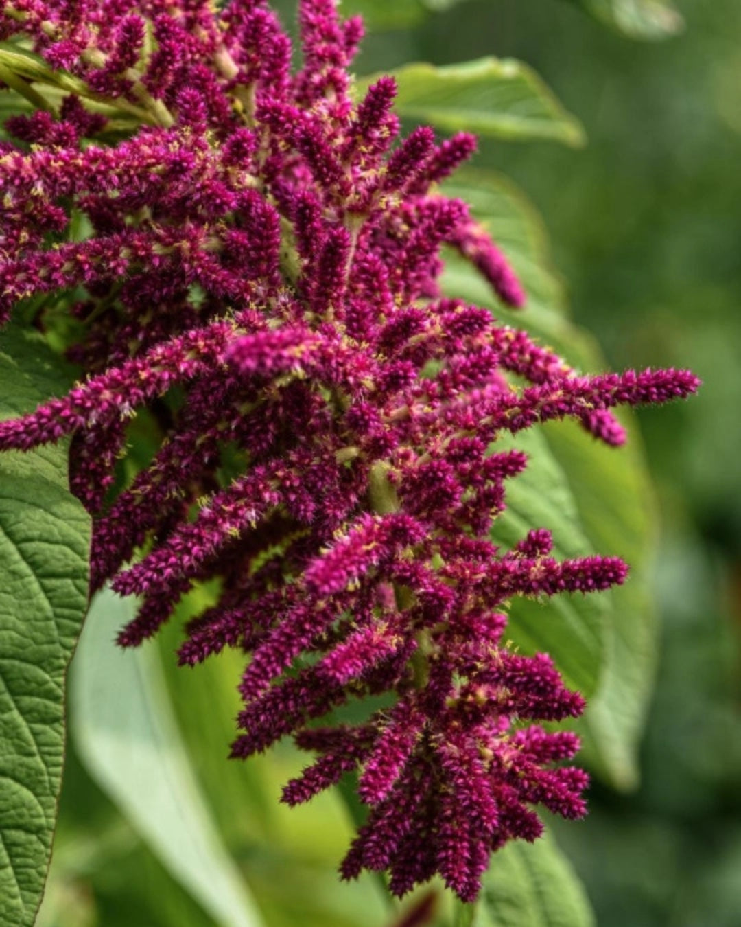 Amaranth Serum Za Masažu Lica