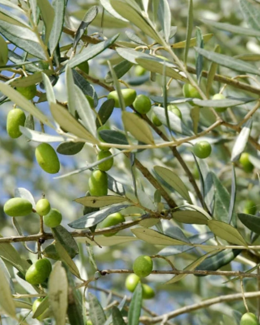 OLIVE Umirujući Gel Za Tuširanje