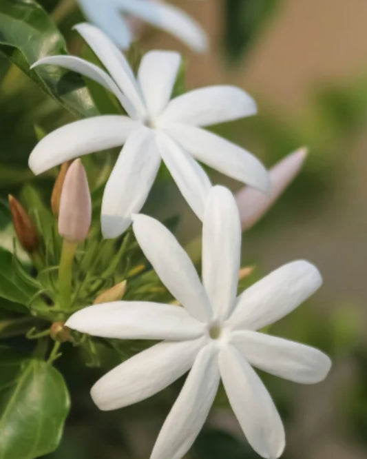 JASMIN Opuštajući Losion Za Tijelo