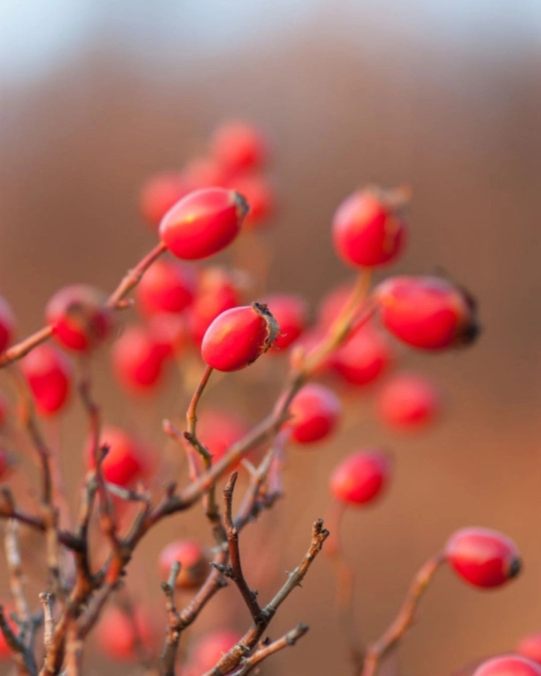 Rosehip Posvjetljujući Serum Za Lice