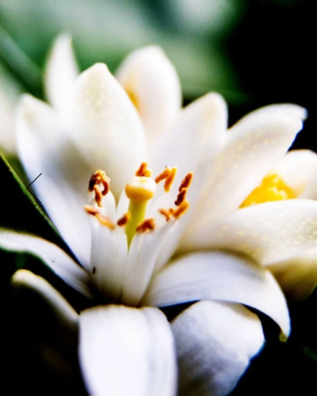 NEROLI Hranjivi Gel Za Tuširanje
