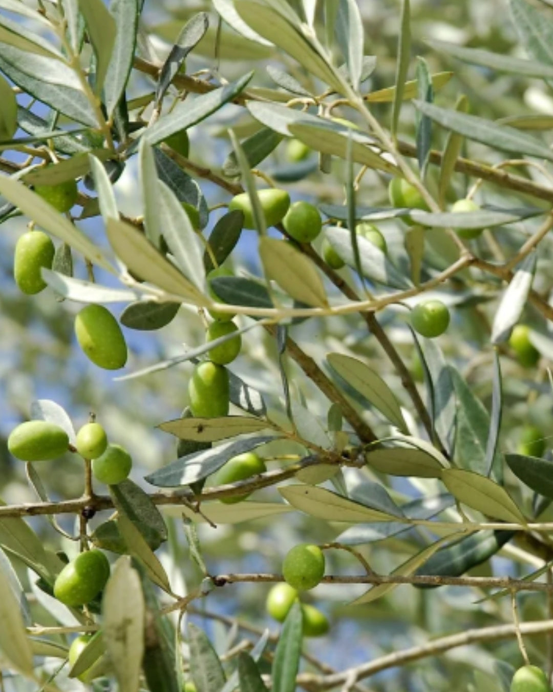 OLIVE Umirujući Losion Za Tijelo