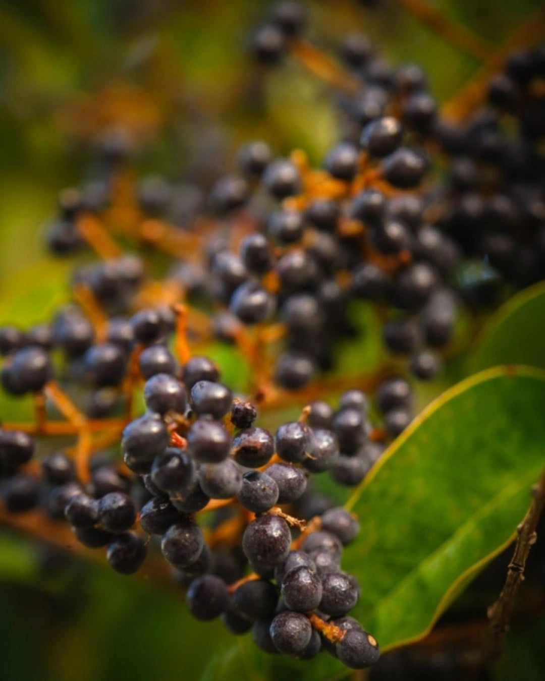 Elderberry. Vitamin C Krema Za Oči