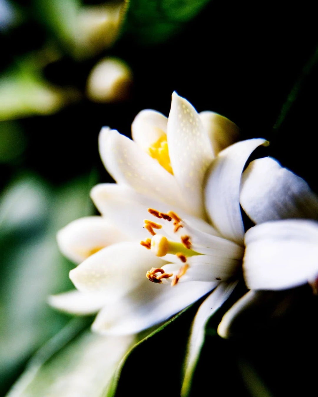 NEROLI Hidratantna Maglica Za Lice