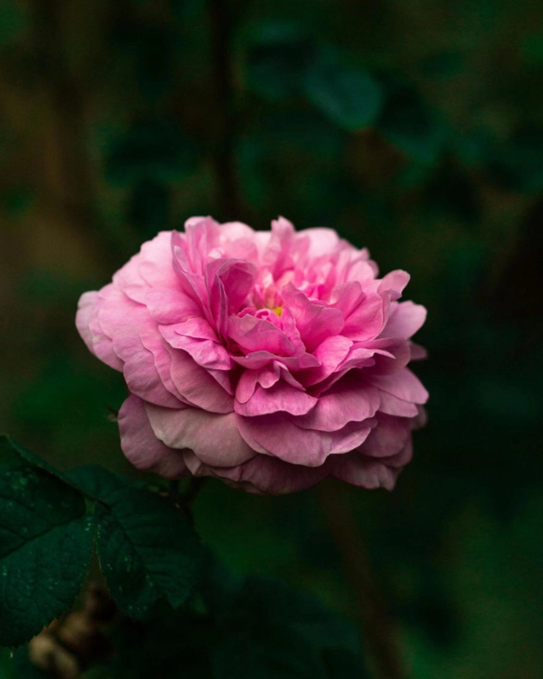 Velvet Rose Regenerating Moisturizing Cream