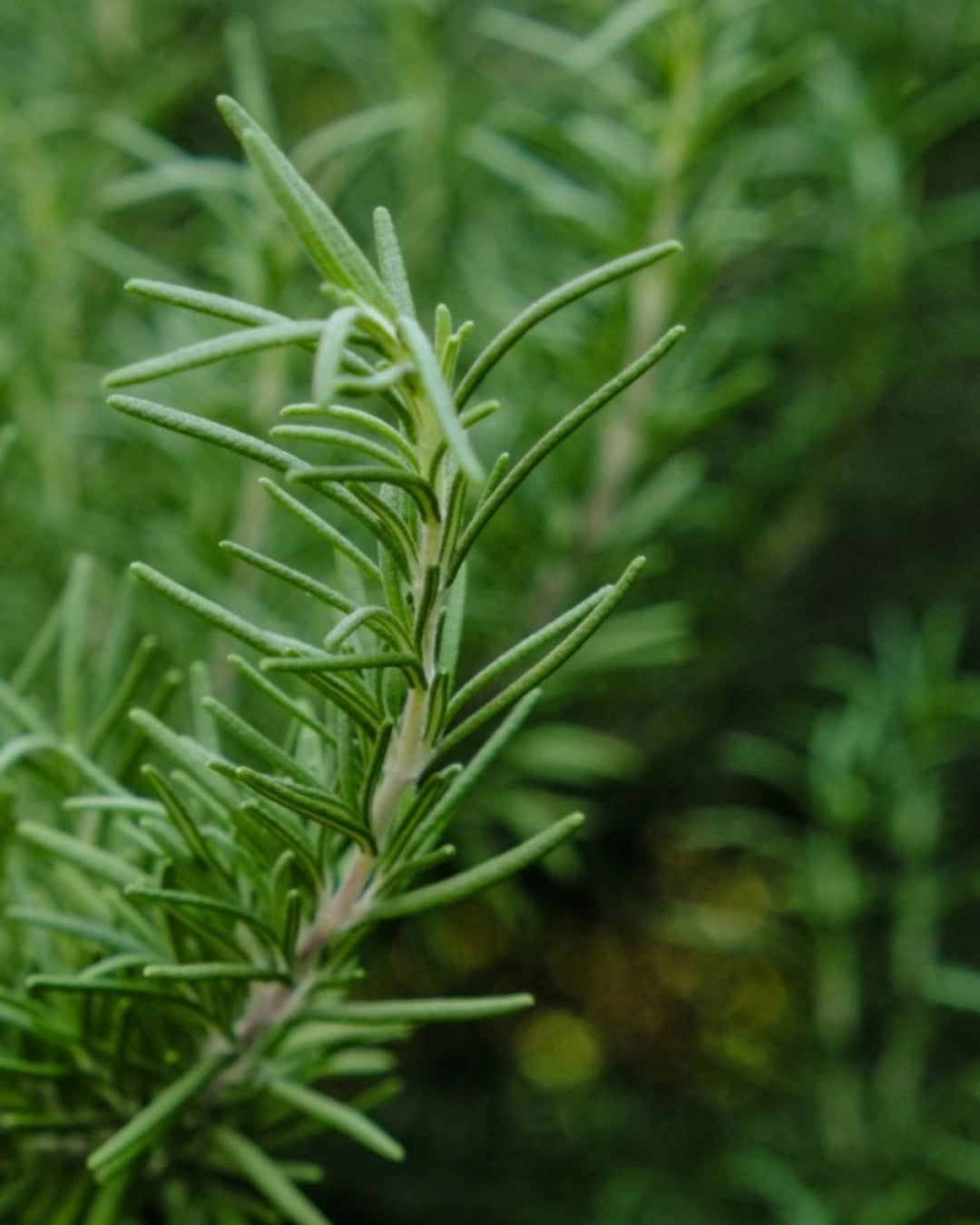 IOSSI Rosemary Lavender Hair Strengthening Oil