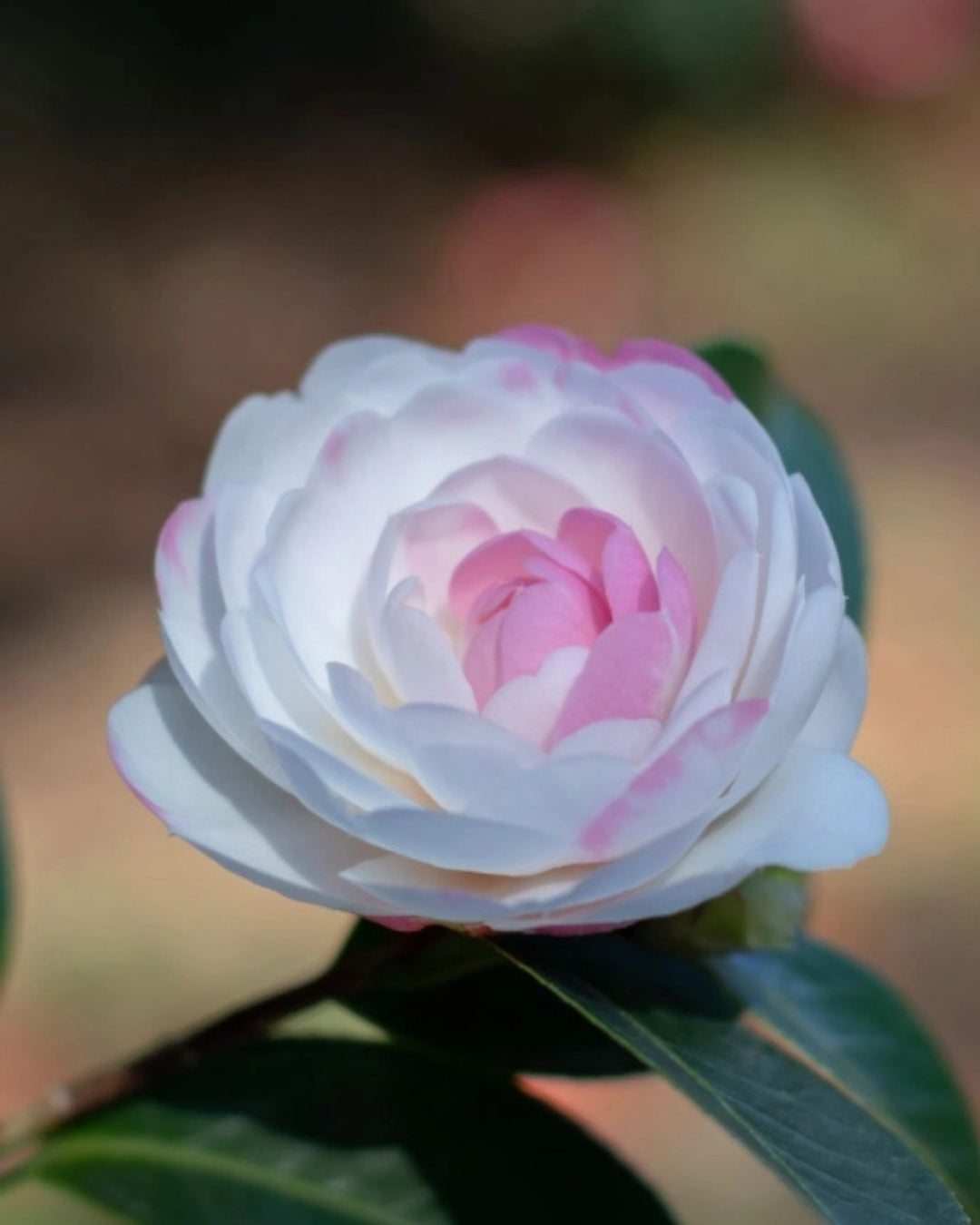 Camellia Baršunasto Ulje Za Intimnu Njegu i Masažu