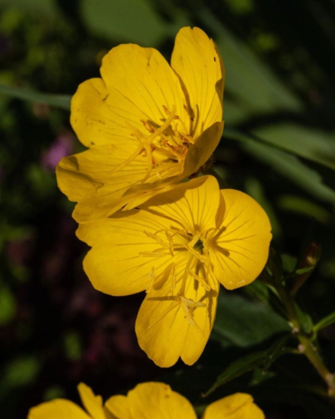 Evening Primrose Baobab Intenzivni Noćni Obnavljajući Serum Za Lice