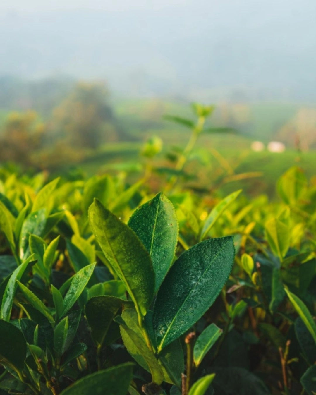 Green Tea Tonik Za Lice